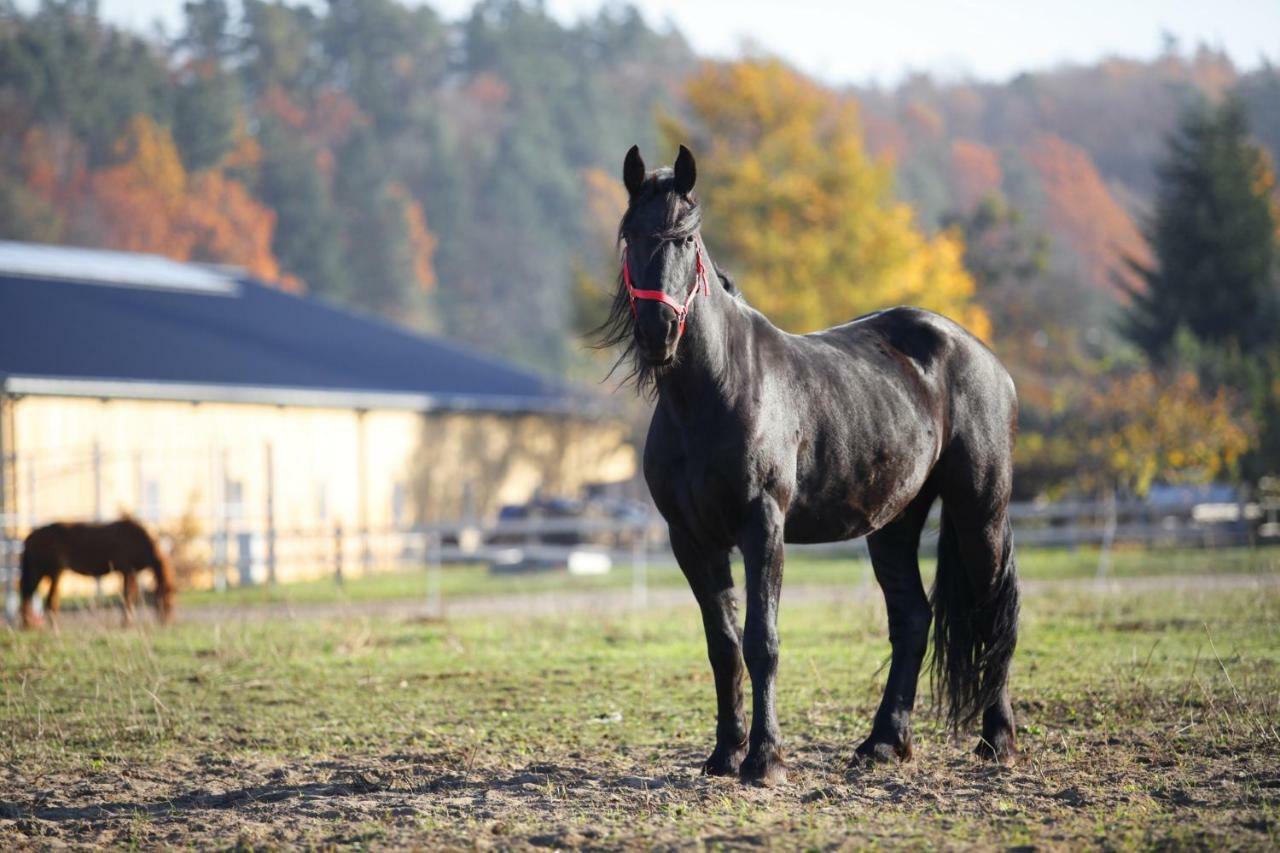 Stajnia Lipnik Farm stay Kadyny
